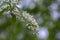 Prunus padus white flowering bird cherry hackberry tree, hagberry mayday tree in bloom, ornamental park flowers on branches