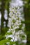 Prunus padus white flowers, European Bird Cherry in bloom