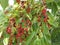 Prunus Serotina Tree with Fruit.