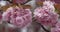 Prunus serrulata or Japanese cherry in bloom