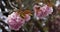 Prunus serrulata or Japanese cherry in bloom