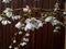 Prunus 'Snow Showers'
