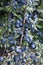 Prunus spinosa berries in the summer. Blackthorn or Sloe bluish fruits growing on the tree