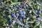 Prunus spinosa berries in the summer. Blackthorn or Sloe bluish fruits growing on the tree