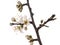 Prunus spinosa, blackthorn aka sloe blossom in springtime, isolated on white background. Delicate white flowers, close