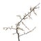 Prunus spinosa, blackthorn aka sloe blossom in springtime, isolated on white background. Delicate white flowers, studio