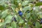 Prunus spinosa blackthorn sloe with blue ripening fruits on shrub branches with leaves