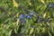 Prunus spinosa blackthorn sloe with blue ripening fruits on shrub branches with leaves