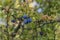 Prunus spinosa blackthorn sloe with blue ripening fruits on shrub branches with leaves