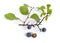 Prunus spinosa or blackthorn, or sloe. Isolated twig with fruit