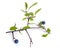 Prunus spinosa or blackthorn, or sloe. Isolated twig with fruit