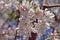 Prunus subhirtella `Autumnalis rosea`