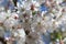 Prunus subhirtella `Autumnalis rosea`