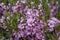 Prunus tenella dwarf Russian Almond pink petals flowers in bloom, beautiful ornamental plant shrub in bloom