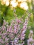 Prunus tenella or dwarf Russian Almond pink petals flowers in bloom on branches, beautiful ornamental plant shrub in bloom