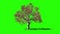 Prunus Tree timelapse growing, Green Screen Chromakey