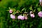 Prunus triloba - flowering almond