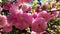 Prunus Triloba Flowering Plum, Flowering Almond, Louiseania. Branches with lush pink flowers swaying in light wind. Spring rose