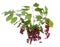 Prunus virginiana bitter-berry or chokecherry in a glass vessel on a white background