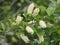 Prunus Virginiana Or Chokecherry In Bloom