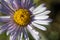 Pruple flower macro - Silver fleabane, Erigeron argentatus