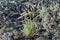 Pruple flower side profile - Silver fleabane, Erigeron argentatus