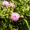 Pruple milk thistle with green background at the botanical garden.