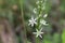 Prussian asparagus Ornithogalum pyrenaicum