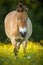 Przewalski horse on a lovely meadow