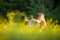 Przewalski horse on a lovely meadow