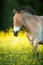 Przewalski horse on a lovely meadow