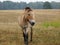 Przewalski horse in nature