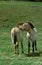 Przewalski Horse, Pair Grooming