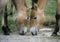 PRZEWALSKI HORSE, PAIR LICKING SOIL TO FIND MINERAL SALTS