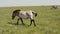 Przewalski horse is walking in front of group of zebras grazing in the steppe.