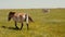 Przewalski horse is walking in front of group of zebras grazing in the steppe.