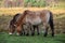 Przewalski Horses