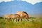 Przewalski horses in the Altyn Emel National Park in Kazakhstan.