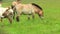 Przewalski horses grazing in the steppes