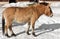 Przewalski`s horse, also called the Mongolian wild horse or Dzungarian horse