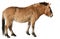 Przewalski`s horse, also called the Mongolian wild horse or Dzungarian horse, on white background