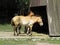 Przewalski`s horse or so called Mongolian Wild Horse in Front of Wooden Structure