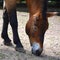 Przewalski`s Horse or Dzungarian Horse,