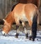 Przewalski`s Horse or Dzungarian Horse,