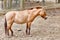 Przewalski\'s Horse-Endangered animal.