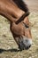 Przewalski\'s horse (Equus ferus przewalskii).