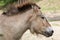 Przewalski`s horse Equus ferus przewalskii