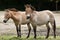 Przewalski`s horse Equus ferus przewalskii