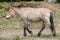 Przewalski`s horse Equus ferus przewalskii