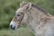 Przewalski`s Horse Foal